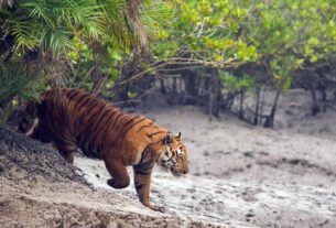 সুন্দরবনে বাঘের আক্রমণে জেলে নিহত