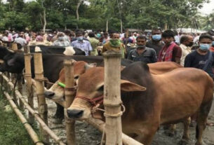 পশুর হাটে ও কুরবানিকালীন স্বাস্থ্যবিধি মেনে চলার নির্দেশিকা