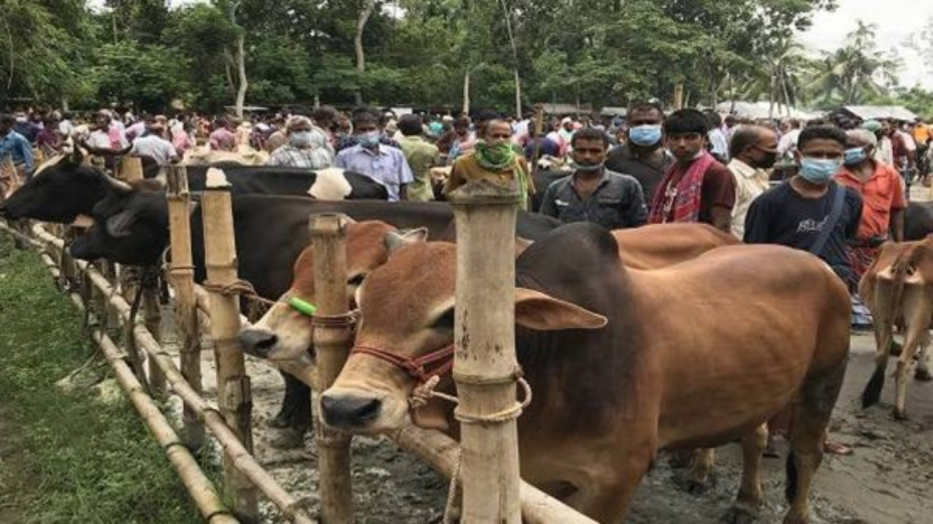 পশুর হাটে ও কুরবানিকালীন স্বাস্থ্যবিধি মেনে চলার নির্দেশিকা